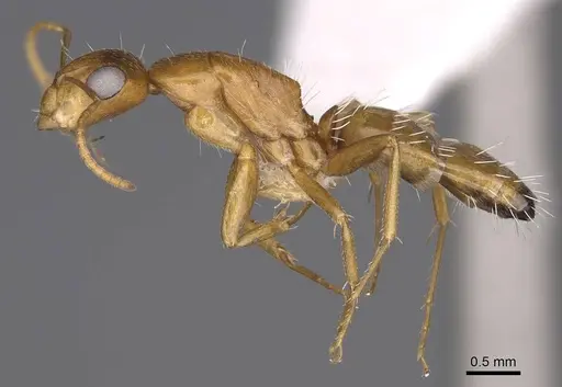 Camponotus bottegoi - CASENT0906866