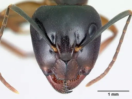 Camponotus bozaka specimen