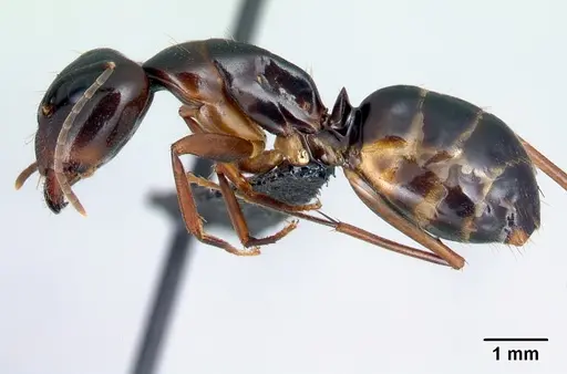 Camponotus bozaka specimen