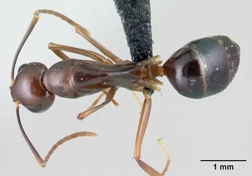 Camponotus bozaka - CASENT0217309