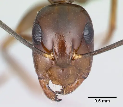 Camponotus bozaka - CASENT0217309