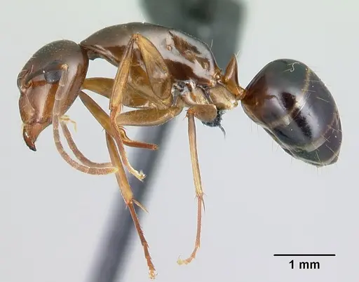 Camponotus bozaka - CASENT0217309