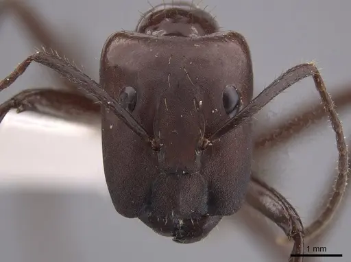 Camponotus branneri specimen