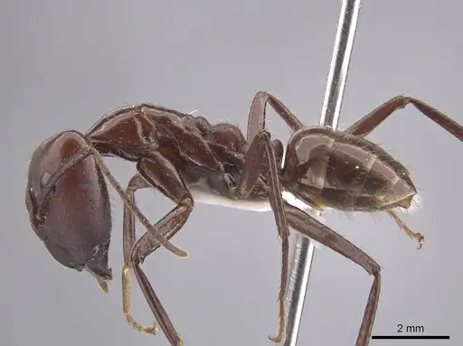 Camponotus branneri specimen