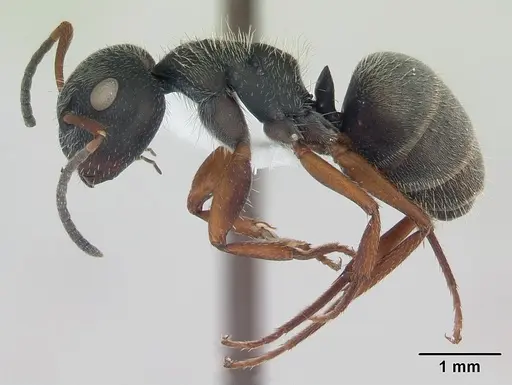 Camponotus brasiliensis specimen