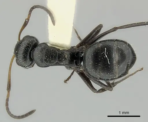 Camponotus brasiliensis - CASENT0217621