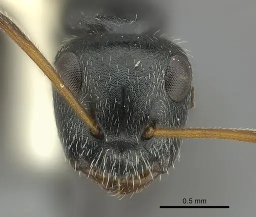 Camponotus brasiliensis - CASENT0217621