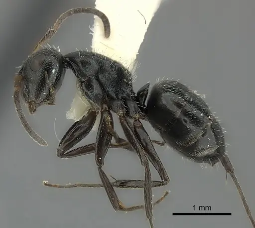 Camponotus brasiliensis - CASENT0217621
