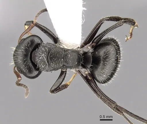 Camponotus brasiliensis - CASENT0280111