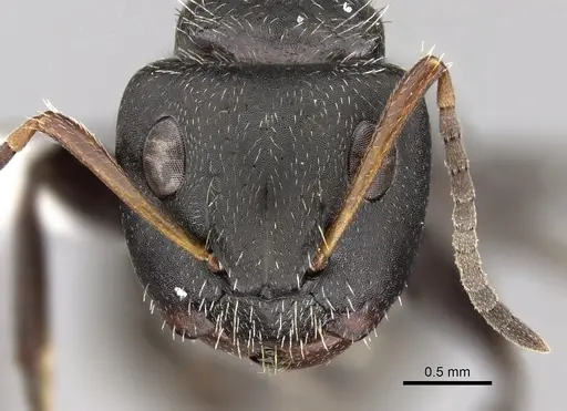 Camponotus brasiliensis - CASENT0280111