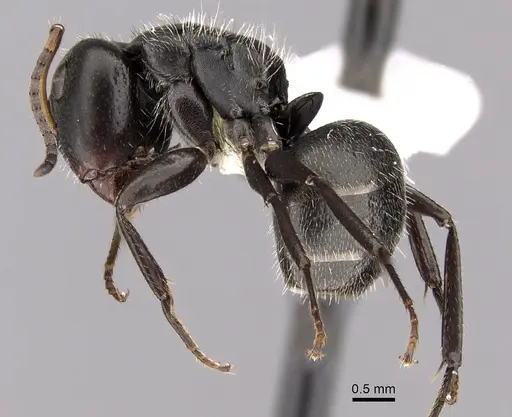 Camponotus brasiliensis - CASENT0280111