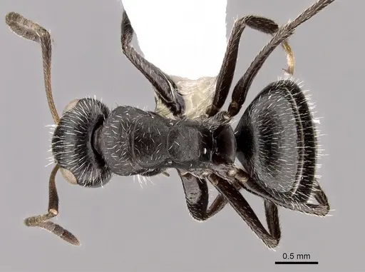 Camponotus brasiliensis - CASENT0280112