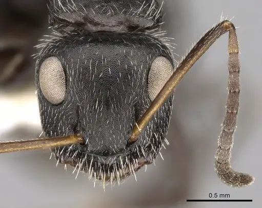 Camponotus brasiliensis - CASENT0280112