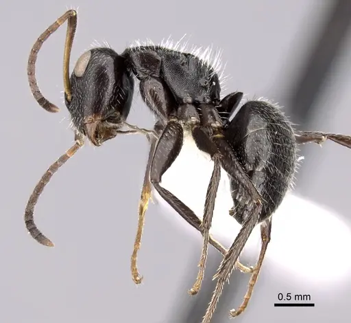 Camponotus brasiliensis - CASENT0280112