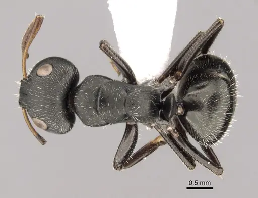 Camponotus brasiliensis - CASENT0280132