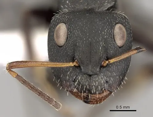 Camponotus brasiliensis - CASENT0280132