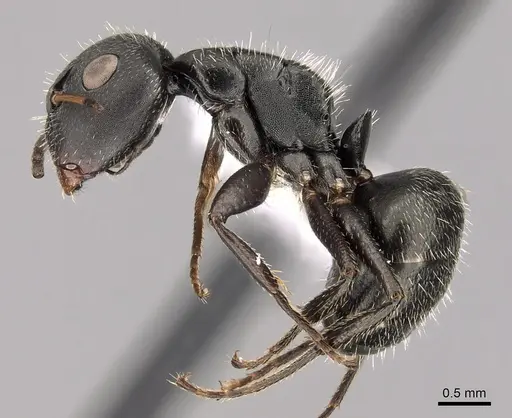 Camponotus brasiliensis - CASENT0280132