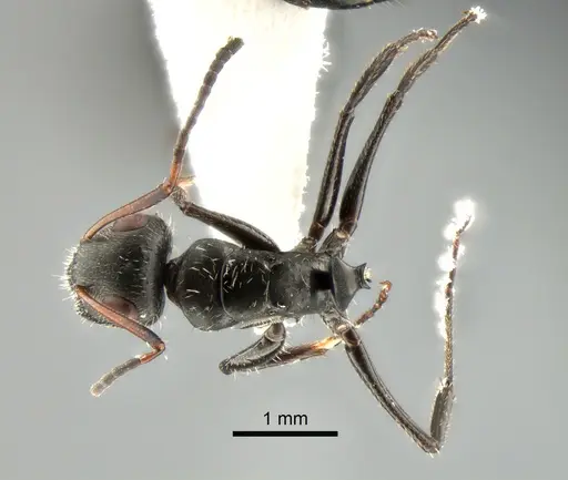 Camponotus brasiliensis - CASENT0882118
