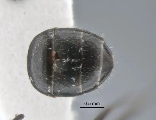 Camponotus brasiliensis - CASENT0882118