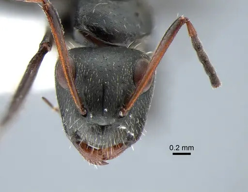 Camponotus brasiliensis - CASENT0882118