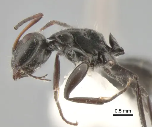 Camponotus brasiliensis - CASENT0882118