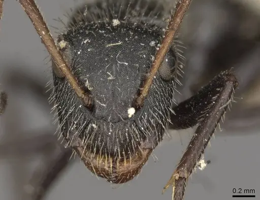 Camponotus brasiliensis - CASENT0910694