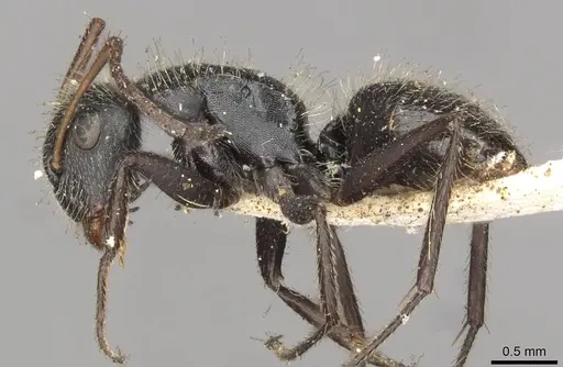 Camponotus brasiliensis - CASENT0910694