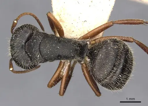 Camponotus brasiliensis - CASENT0910695