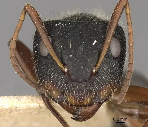 Camponotus brasiliensis - CASENT0910695