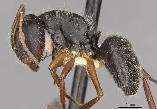 Camponotus brasiliensis - CASENT0910695