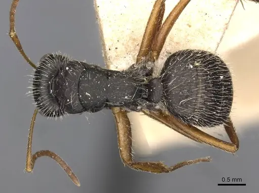 Camponotus brasiliensis - CASENT0910696