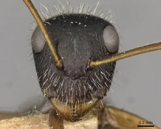 Camponotus brasiliensis - CASENT0910696