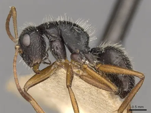 Camponotus brasiliensis - CASENT0910696