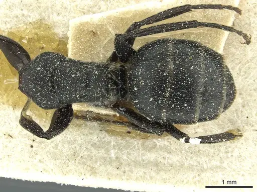 Camponotus brasiliensis - CASENT0911721