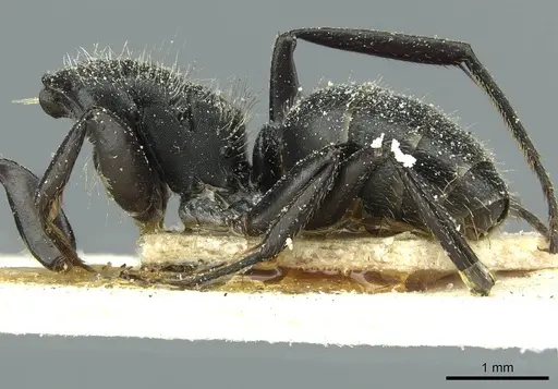 Camponotus brasiliensis - CASENT0911721