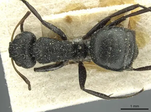 Camponotus brasiliensis - CASENT0911722