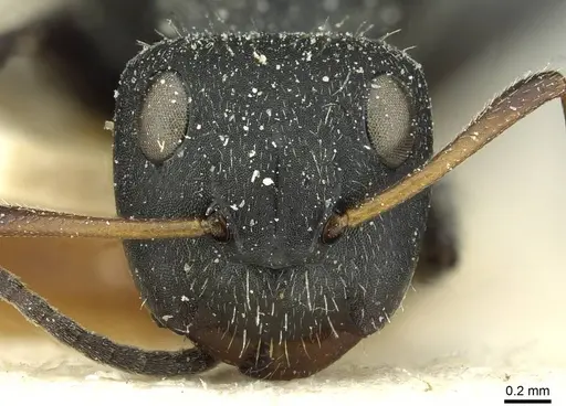 Camponotus brasiliensis - CASENT0911722