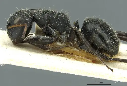 Camponotus brasiliensis - CASENT0911722