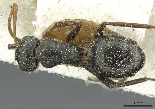 Camponotus brasiliensis - CASENT0911723