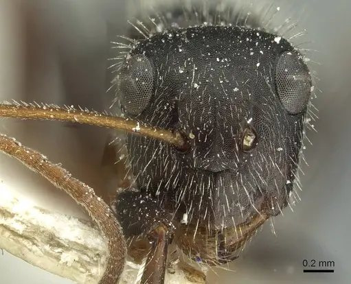 Camponotus brasiliensis - CASENT0911723