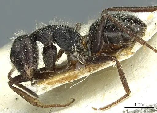 Camponotus brasiliensis - CASENT0911723