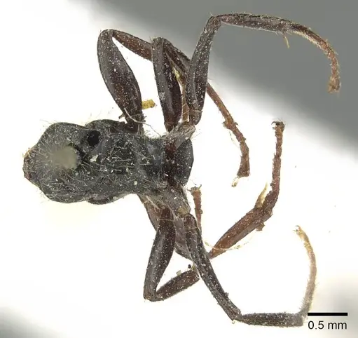 Camponotus brasiliensis - CASENT0915783