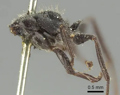 Camponotus brasiliensis - CASENT0915783