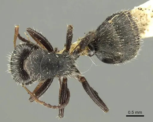 Camponotus brasiliensis - CASENT0915784
