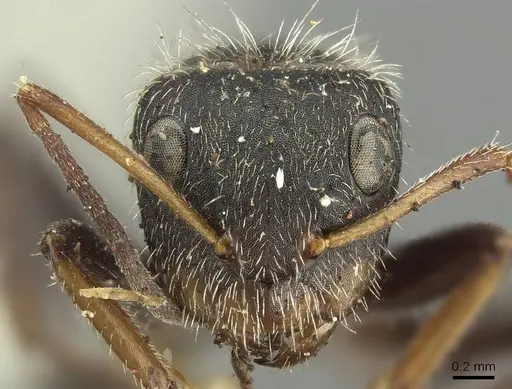 Camponotus brasiliensis - CASENT0915784