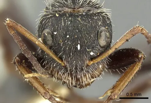 Camponotus brasiliensis - CASENT0915784