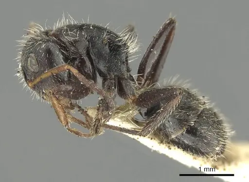 Camponotus brasiliensis - CASENT0915784