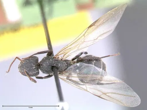 Camponotus brasiliensis - FOCOL0430