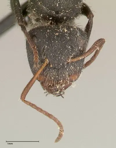 Camponotus brasiliensis - FOCOL0430