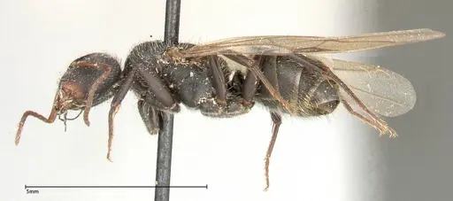 Camponotus brasiliensis - FOCOL0430
